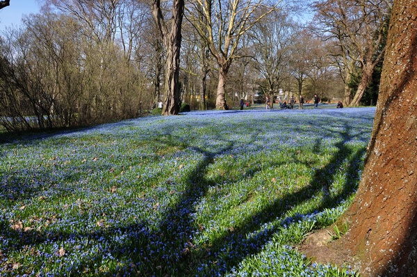 Scilla   037.jpg